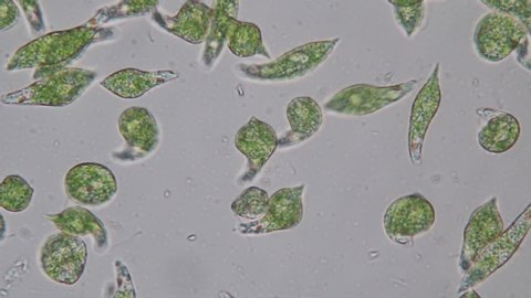 Euglena is a genus of single-celled flagellate Eukaryotes under microscopic view for education.

