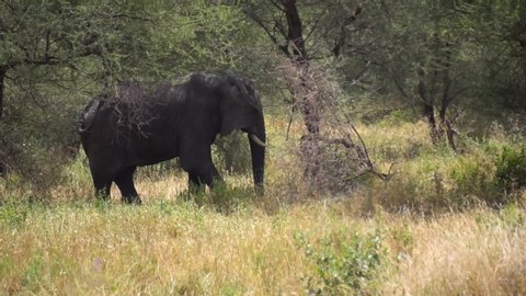 Tanzania National Park, Elephant Under Shade of Tree in Pasture of Savanna Slow Motion. Animal in Natural Environment