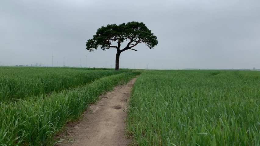Single tree in grassy meadow grassland alongside dirt track trail.