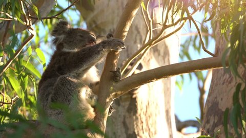 Cute Koala yawns and hugs a tree for a quick sleep. Outback, Australia.