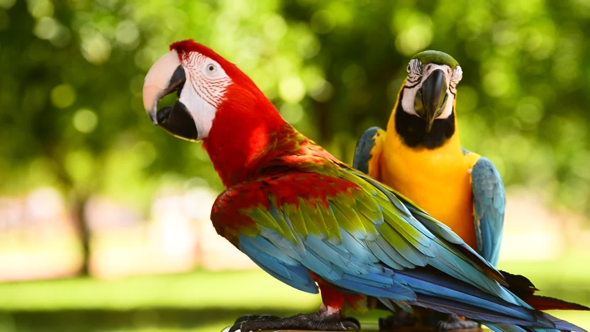 Red and Pink Parrot image - Free stock photo - Public Domain photo ...