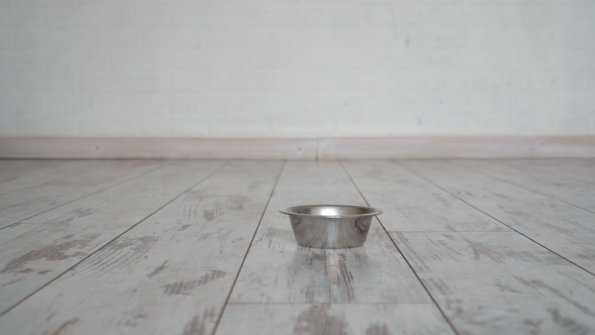Kitten eat food and play with bowl. Cat eating