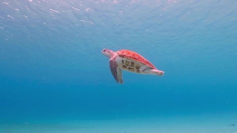 Shallow blue ocean and a pair of turtles (Chelonia mydas). Underwater video from scuba diving with marine life. Two swimming green sea turtles.  Aquatic wildlife footage.