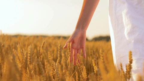 harvesting, nature, agriculture and prosperity concept - young woman in white dress walking along cereal field and touching ripe wheat spickelets by her hand