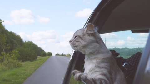 A young cat looks out the car window. Pet rides in the car.