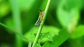 Closeup video of grasshopper in the nature. Grasshopper standing and turning on green grass stem in botanical garden.