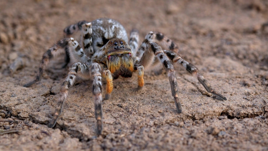 South Russian tarantula wolf spider (Lycosa singoriensis)