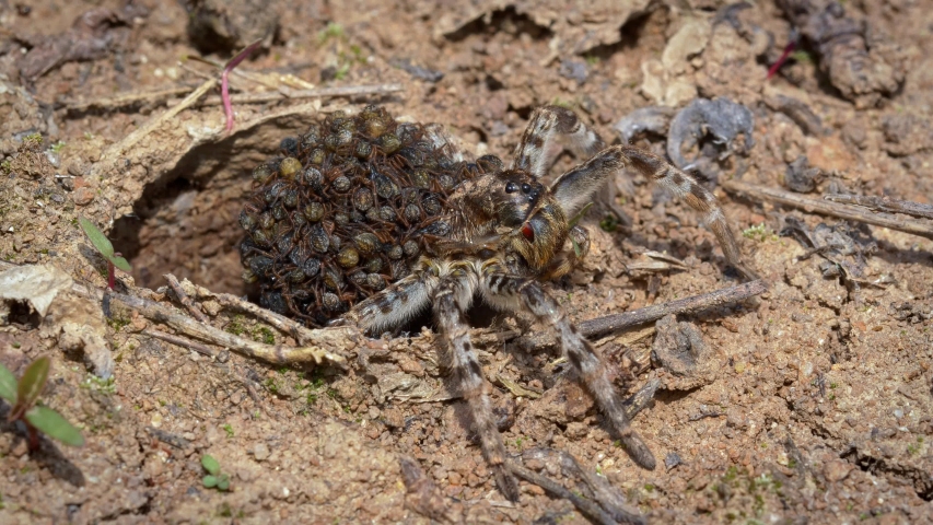 South Russian Tarantula Wolf Spider Lycosa Stock Footage Video 100 Royalty Free 1036795028 Shutterstock