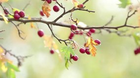 Beautiful autumn light background video. Hawthorn with red berry on the branch, warm sunny light, shallow depth of the field, bokeh.