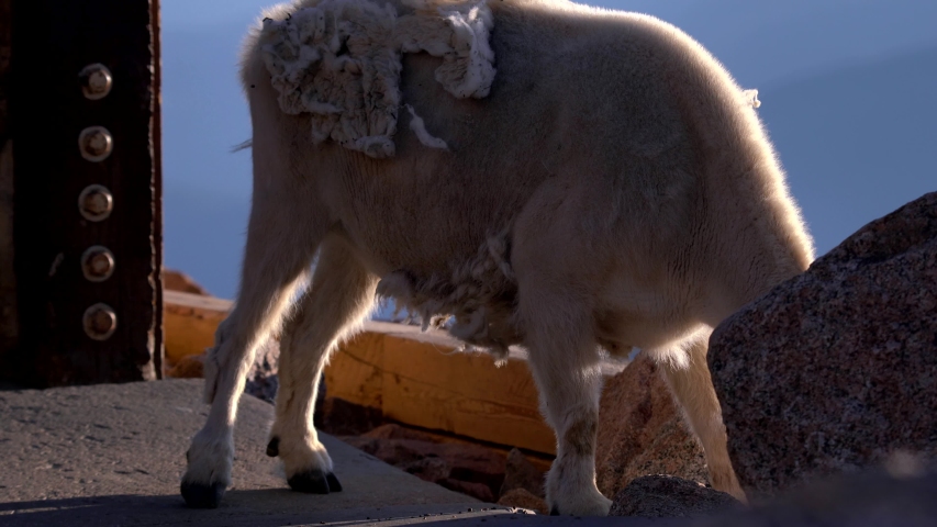 Mountain goat at the summit of Mount Evans, Colorado