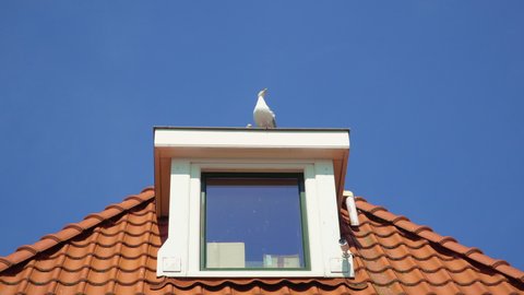 Two seagulls at a dormer window on the top of a roof in Volendam, Netherlands