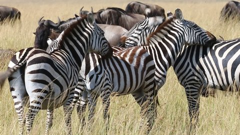 Group of zebras in the savannah. Kenya. Tanzania. National Park. Serengeti. Maasai Mara. An excellent illustration.