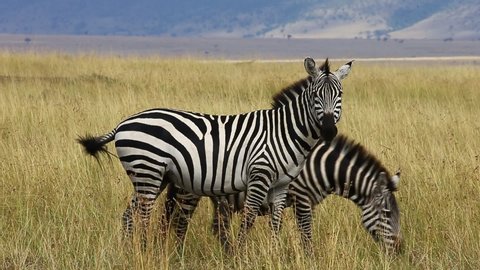 Two zebras in the savannah. Kenya. Tanzania. National Park. Serengeti. Maasai Mara.