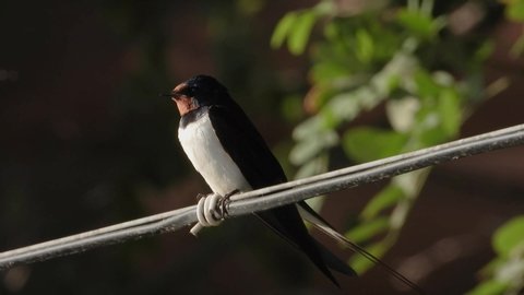 swallow on a wire sings in the summer