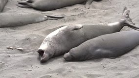 Point Piedras Blancas/California  08/31/2019 video of Northern Elephant Seals on California Central Coast