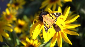 beautiful bright yellow butterfly sits on a flower and flies away, close-up, video