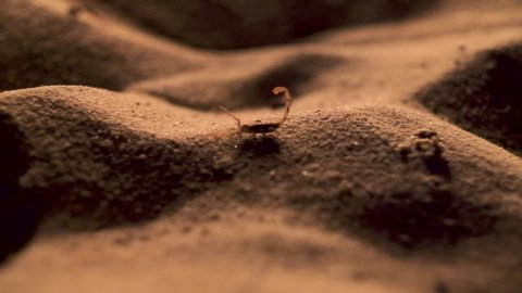 Slow motion, close up shot of a scorpion walking on sand dunes, in a beach bonfire light, at night