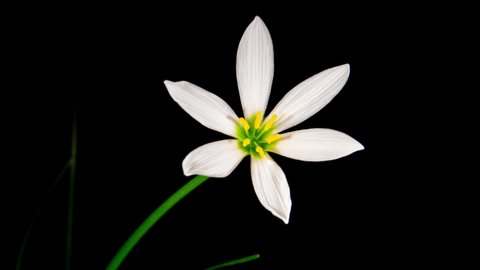 Zephyranthes white flower in time lapse on a black background. Fairy lily, zephyr lily or rainflower 