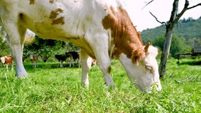 Cows graze in a meadow in an organic farm