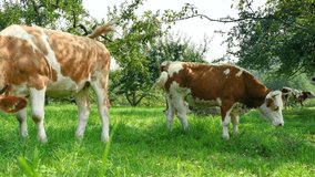 Cows graze in a meadow in an organic farm