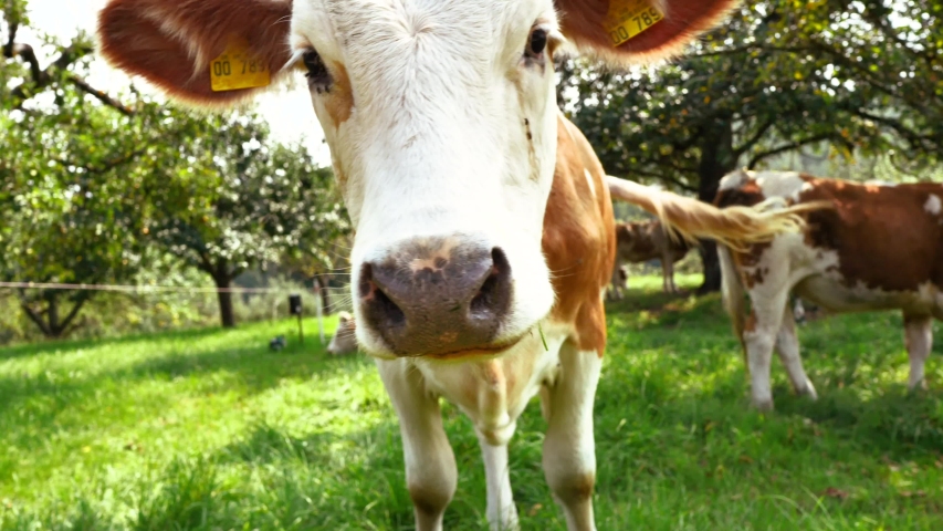 Cows graze in a meadow in an organic farm