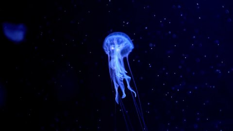 colorful air bubble with Jellyfish floating background in aquarium 