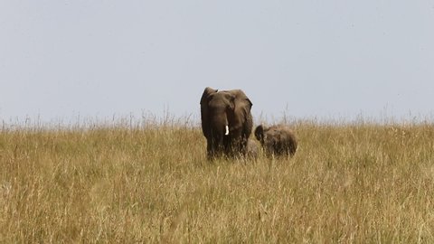 Baby elephant with his mother in the savannah. Africa. Kenya. Tanzania. Serengeti. Maasai Mara.