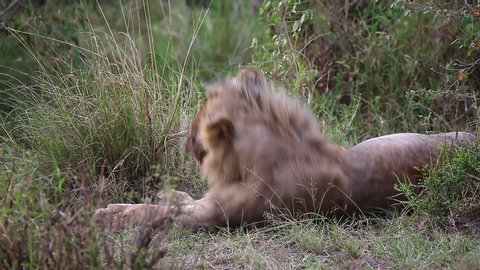 Young lion lies in the grass in the savannah. Close-up. Africa. Kenya. Tanzania. Maasai Mara National park . Serengeti.