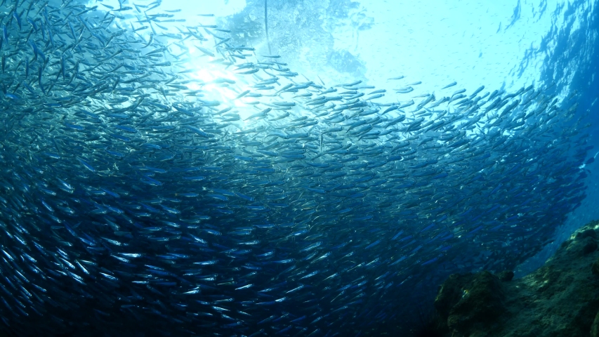 Silverside school of fish underwater with sun rays and sun beams amazing fish bait ocean scenery backgrounds Atherina boyeri) | Shutterstock HD Video #1036823861