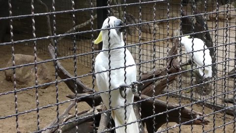 White mulekoo cockatoo in the zoo