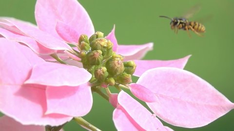Wasp Bee Hesitation Long Flight on Pink  Flower Blossom