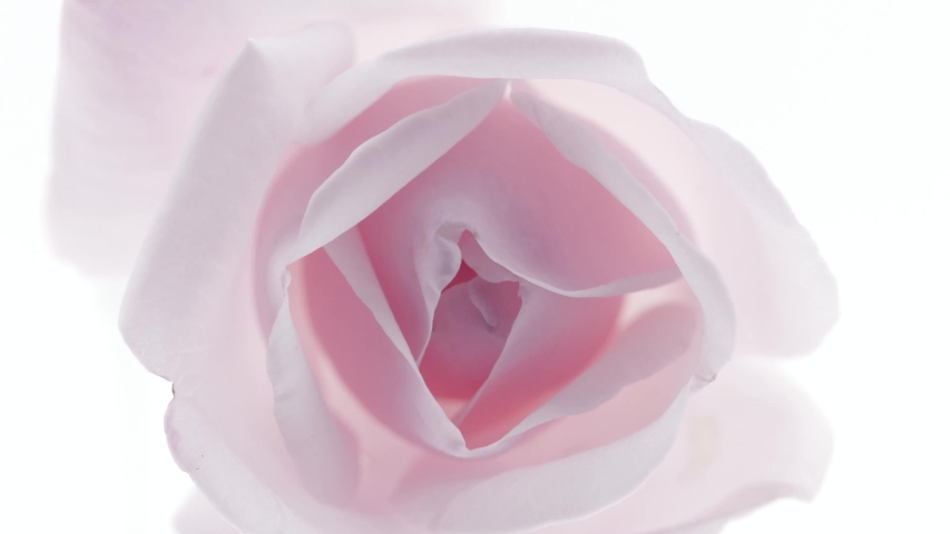 Beautiful opening pink rose on white background. Petals of Blooming pink rose flower open, time lapse, close-up. Holiday, love, birthday design backdrop. Bud closeup. Macro. 4K UHD video timelapse | Shutterstock HD Video #1036824632