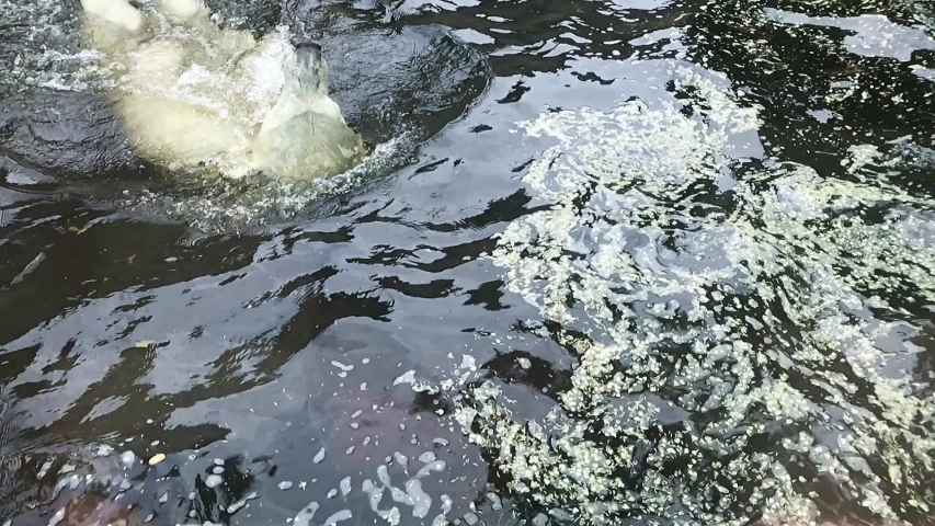 A White bear in the water swim backstroke. Polar bear relax in the pool, slow motion.