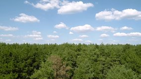 Beautiful summer wood and amazing sky. Drone video