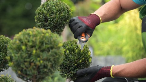 Caucasian Professional Gardener Trimming Decorative Trees in a Garden. Landscaping Industry
