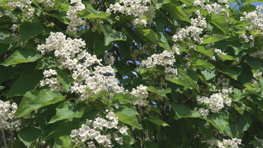Chinese catalpa or Egg-shaped Catalpa (Catalpa ovata) blooms in the North Caucasus as ornamental tree as an introduced plant. Naturalized species or alien crop