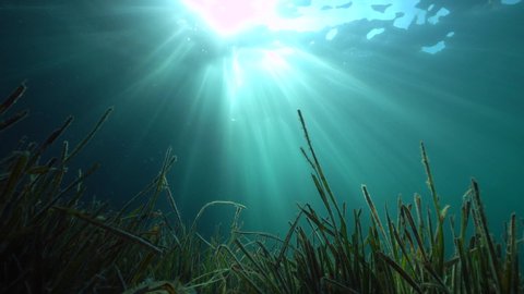 Sea grass (Posidonia oceanica) and natural sunlight under water surface in the Mediterranean, Costa Brava, Spain