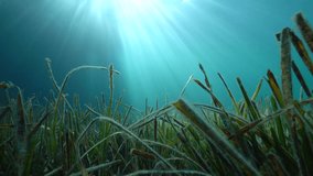 Leaves of sea grass (Posidonia oceanica) with natural sunlight underwater in the Mediterranean, Costa Brava, Spain