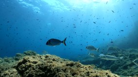 Seascape underwater, many fish in the Mediterranean sea, France, Occitanie, Pyrenees-Orientales, 59.94fps