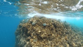 Underwater seabream fish with wave breaking on rock in the Mediterranean sea, France, Occitanie, Pyrenees-Orientales