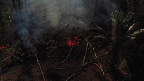Burning foliage in the Amazon rainforest. Slowement forward, high angle