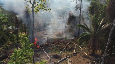 Burning trees on the floor of the Amazon Rainforest. Still drone shot