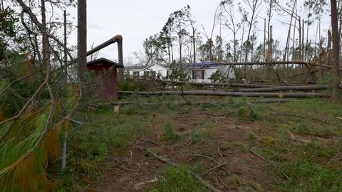 Full trees broken from hurricane winds after a tropical storm