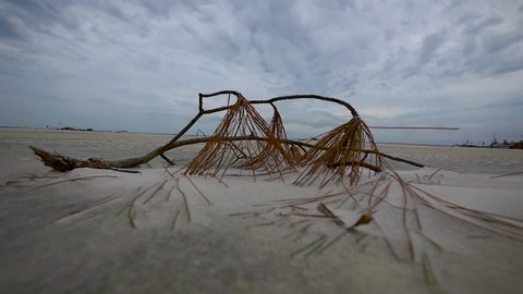 Broken palm tree half buried in the white sandy beach after hurricane destruction