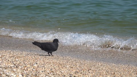 Dove on the sandy seashore of the Black Sea. Slow motion