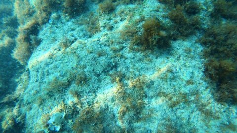 4k underwater view of sun reflected on algae rock sea floor diving