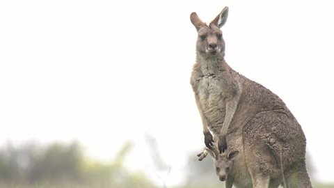 Grey kangaroos foraging and enjoying the warmer weather