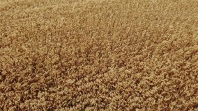 Drone video flying slowly 30 feet or 10 metres above a mature fall wheat field that is ready for harvesting and blowing in a light wind.  There is significant motion blur in the video.