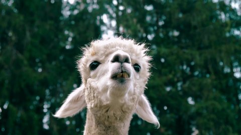 4k UHD footage of Alpaca / Alpacas and Lama / Lamas in natural surroundings. They are being used for their wool and for all kind of therapy.