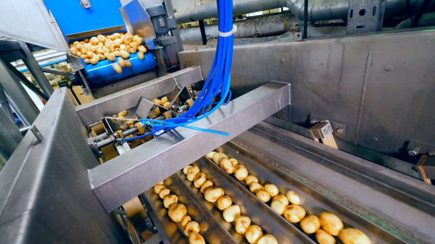 Metal conveyor with duct is relocating potatoes | Shutterstock HD Video #1036857473